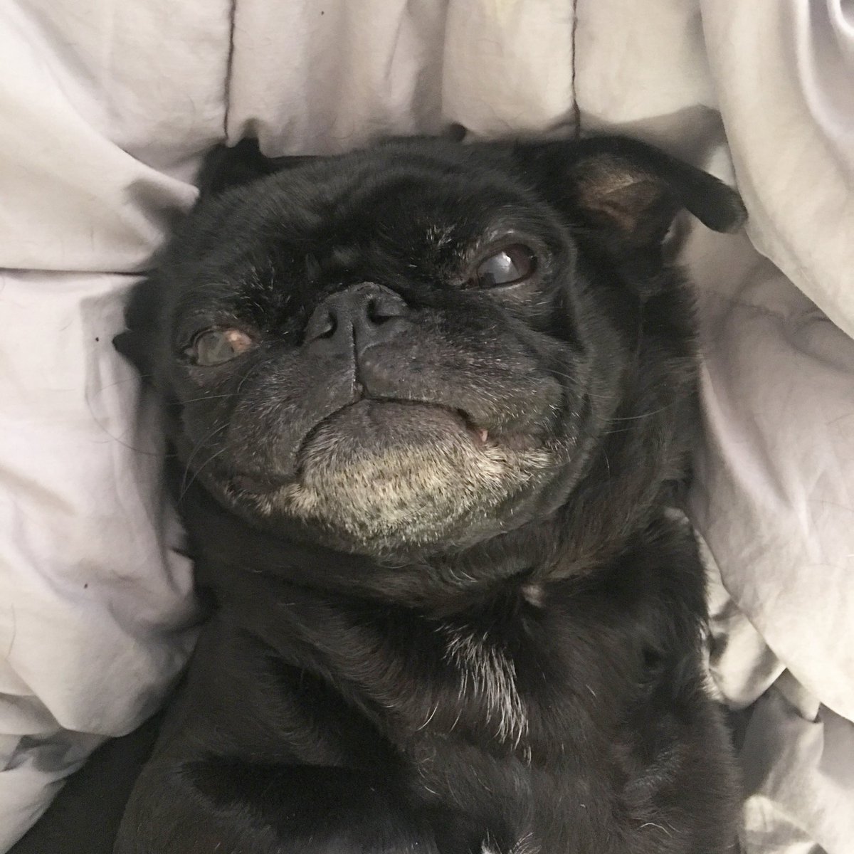 I’ve never been a fan of cold or wet weather. #pugchat