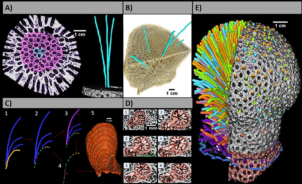 🔥New #OpenAcces paper in L&O @aslo_org 🔥 What effect do the differential demographic patterns of polyps have on the sclerochronological characteristics of coral colonies? Paper here: aslopubs.onlinelibrary.wiley.com/share/WJZCWQFV… #CoralCalcification #CTscan @UNAM_MX #ICMyL @ICATUNAM #MADIT