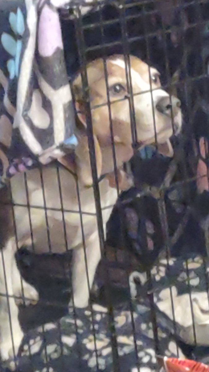 Mommy locked me in the cage. I don't understand they were muffins sitting on the stove I just helped myself. I even ate the paper muffin cups. Mommy said something about it being her breakfast for the rest of the week that I ate? Mommy is really angry right now.