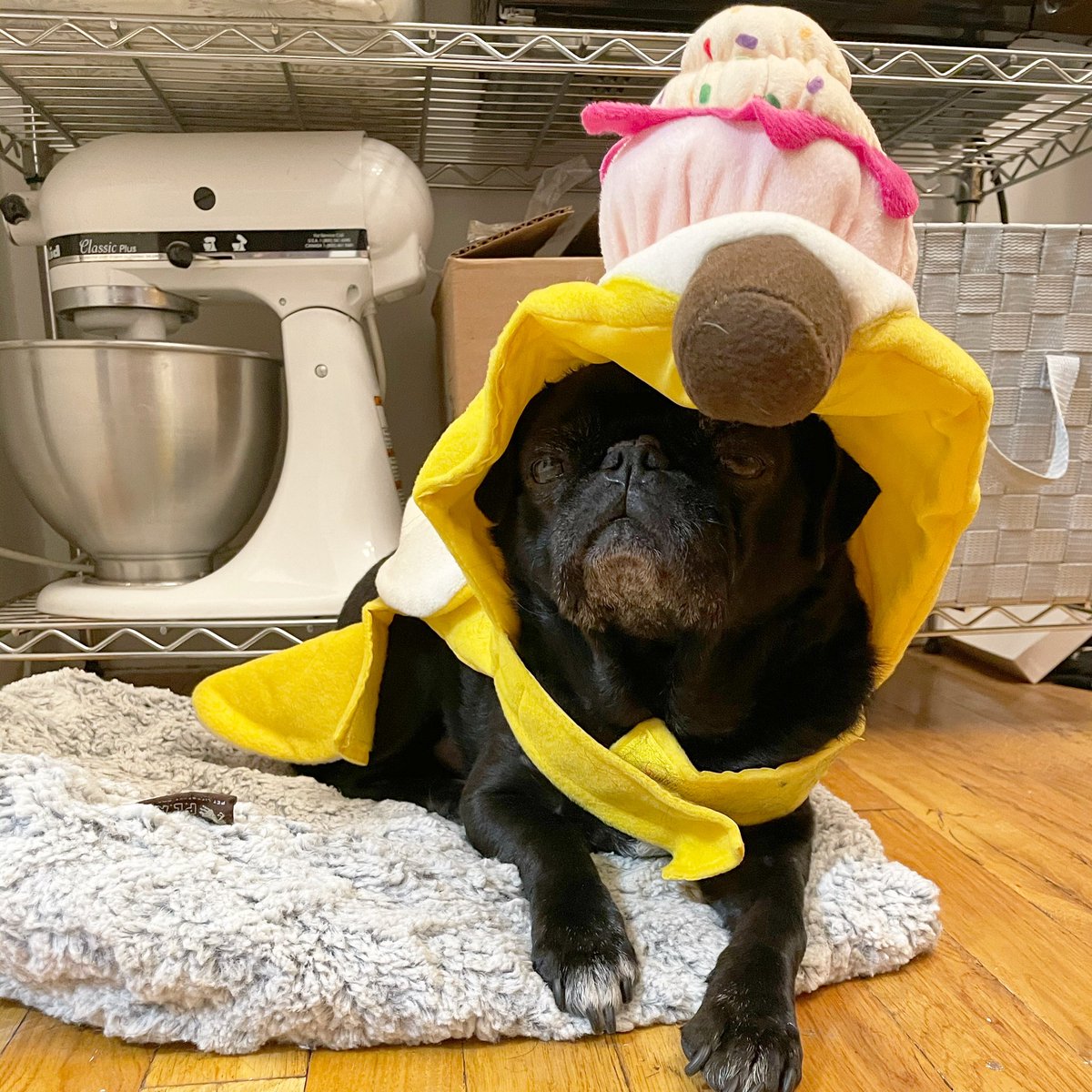 I’m skipping Halloween. #pugchat