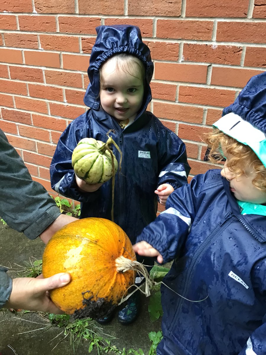 EvertonNursery's tweet photo. Pumpkin picking at our school allotment. #HeyworthClass #OutdoorLearning #UnderstandingTheWorld #LearningTogether #Pumpkins #Autumn #EYFS #EYMatters #EYTalking https://t.co/fWLcq7yMI6