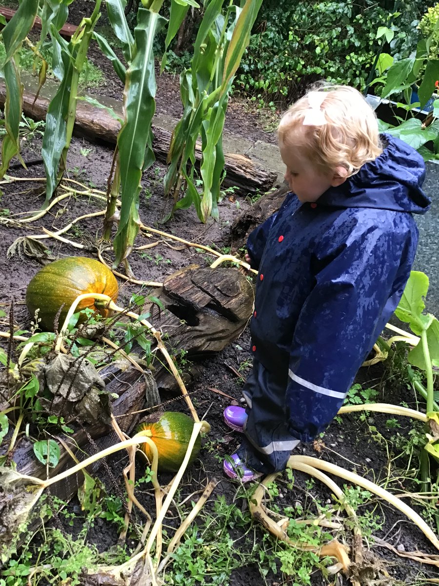 EvertonNursery's tweet photo. Pumpkin picking at our school allotment. #HeyworthClass #OutdoorLearning #UnderstandingTheWorld #LearningTogether #Pumpkins #Autumn #EYFS #EYMatters #EYTalking https://t.co/fWLcq7yMI6