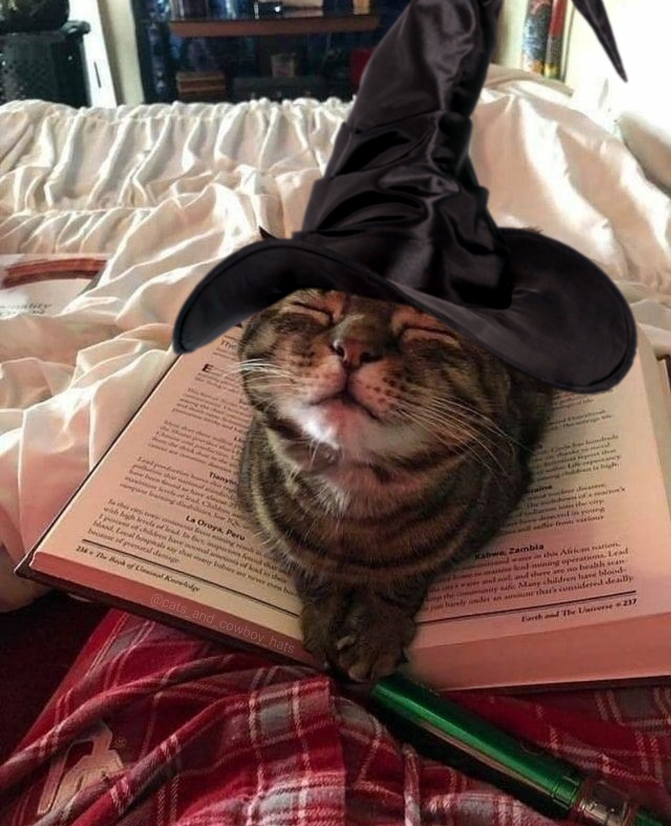 Cats And Witch Hats (@CowboyCats) on Twitter photo 2022-10-05 19:11:46