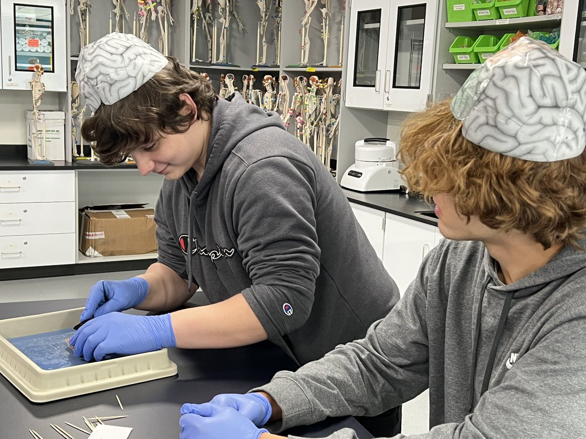 Fun with brain dissections!