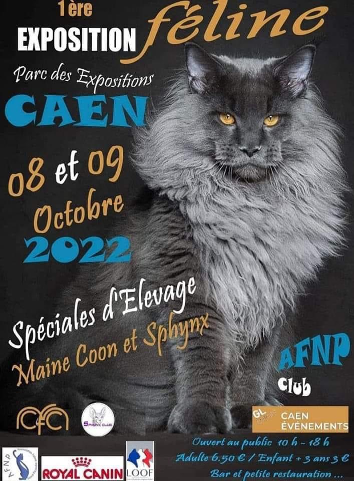 ILoveCaen's tweet photo. Une grande #exposition de #chats de race samedi 8 et dimanche 9 à #Caen

Elle est organisée par l'Association Féline Nord Picardie et regroupera plus de 270 chats.
Il s’agit de présentation des #races et d’un #concours : aucune vente de #chats ne sera proposée. #calvados https://t.co/OIczTuYl1D