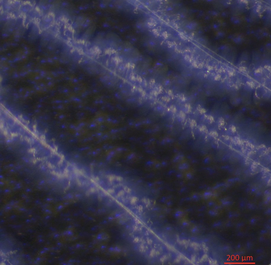 Deinopid_Day's tweet photo. Have you seen deinopid net silk up close? 

Wavy undulating fibers (uf) coil around smooth basal fibers (bf), supporting a cloud of velcro-like cribellate silk (red arrow). Left image from @jessica_garb, right Peters (1992) https://t.co/X1qnsKYnLE  #DeinopidDay #Arachtober https://t.co/hLdh3iVSvq