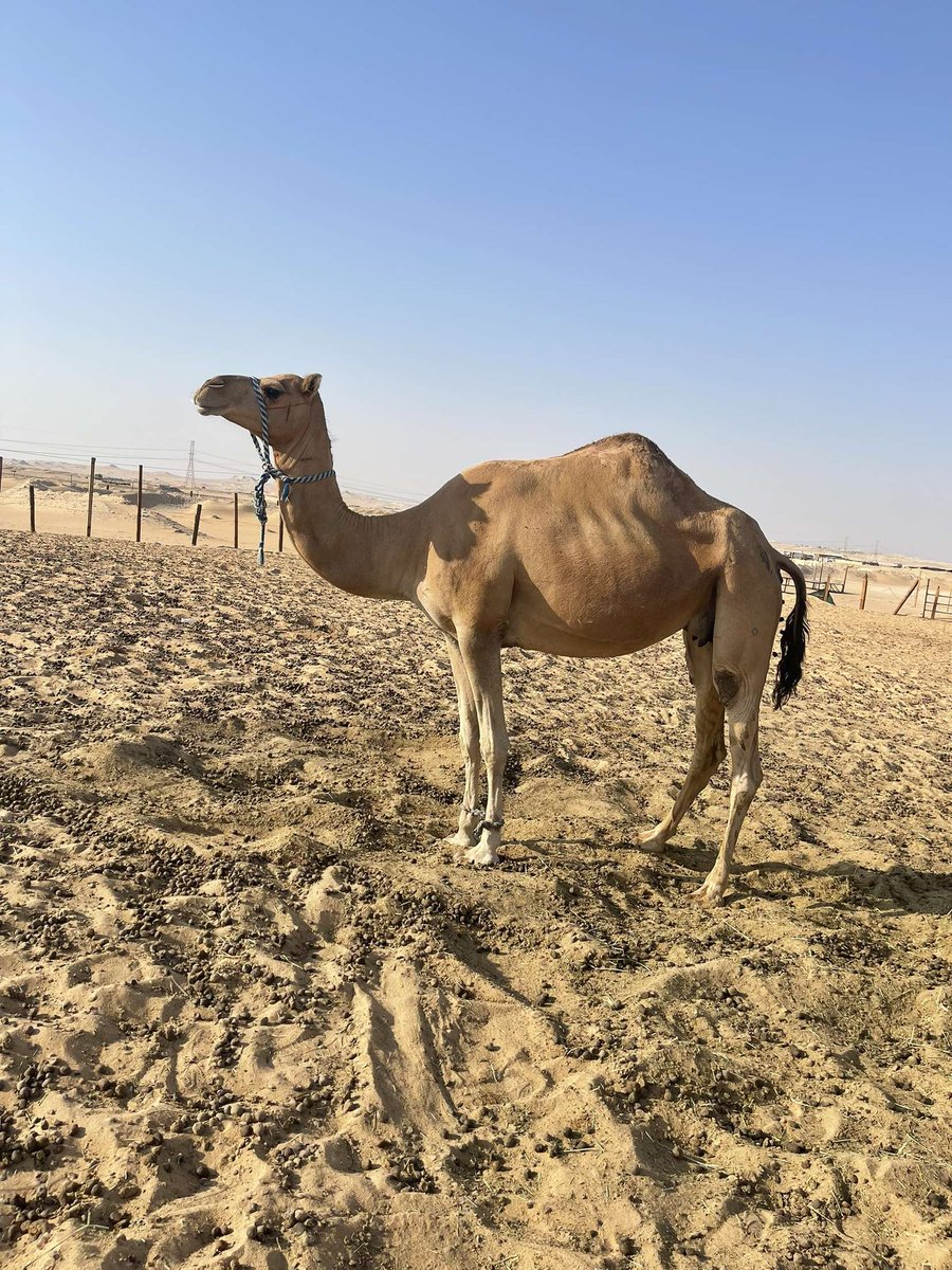 متلي على شاهين بن جمعان غني عن التعريف كتبيه الناقه من حلال بن مطر الكتبي موقعها الأحساء سومها ٥٠٠٠

رقم التواصل ٠٥٥٥٧٠٧٠٥٧