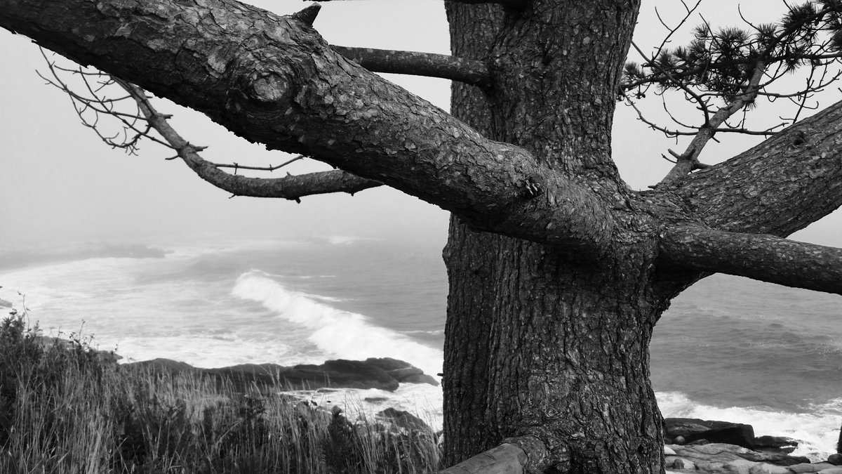 RobertDeFusco's tweet photo. Sachuest Point National Wildlife Refuge
Middletown, Rhode Island 🌲🌊
#photography #NaturePhotography #blackandwhitephotography #photo #seascape #ocean #FindYourPark #SachuestPoint #Middletown #RhodeIsland https://t.co/bcc3mYHobI