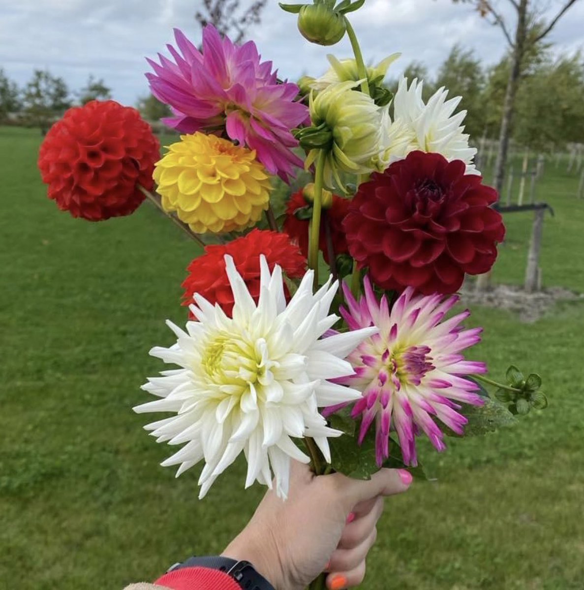 𝗗𝗔𝗛𝗟𝗜𝗔’𝗦🌸🌼 

Op Landgoed Kleine Vennep kun je dahlia’s plukken. Het aantal is niet heel groot en het is echt wel het einde van het seizoen, maar genoeg voor een leuk bosje💐

Wacht dus niet te lang en neem een mesje mee✔️

📍 
Hoofdweg 1041
Nieuw-Vennep