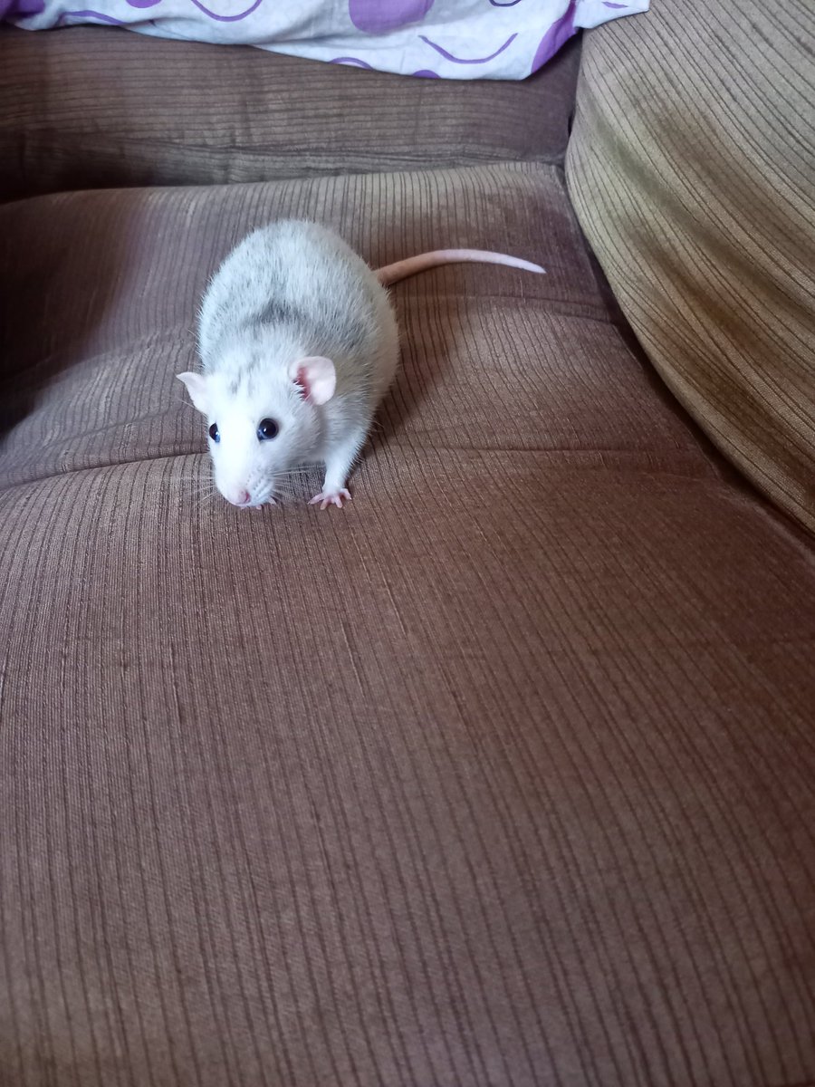 We said goodbye to sweet Sparks last week, just days before her 2nd birthday.