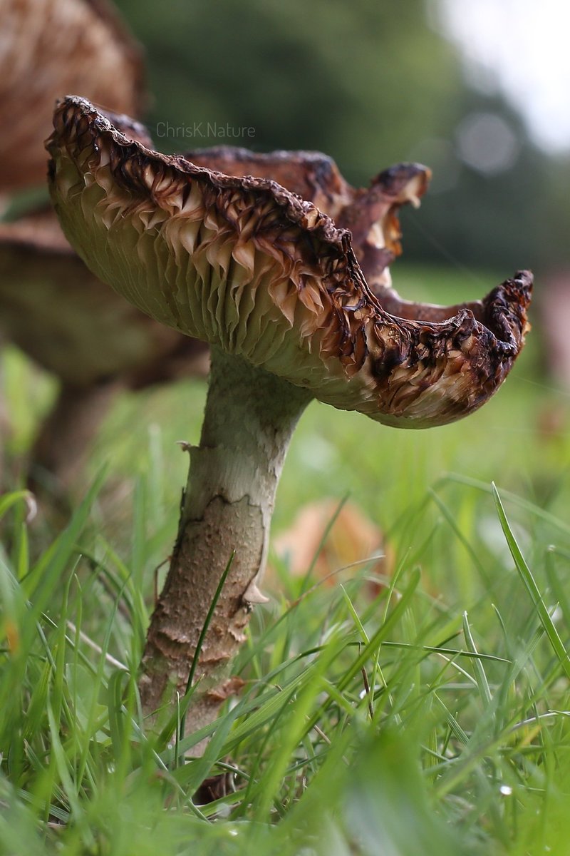 'Gills & Frills'

Still not sure what these are; still thinking Milk Caps

#Mushroom #gills #fungus #fungi #mycology #nature #NaturePhotography #mushroomphotography #Canon6D #mushroomlover