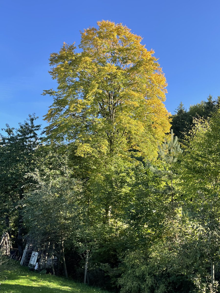 AvB_NEB's tweet photo. Einfach nur ein schöner Herbst-Tag #neueichenberg #herbst #sonne #glücklichsein #alexandrafreiinvonbischoffshausen https://t.co/rPS1KG1j1r