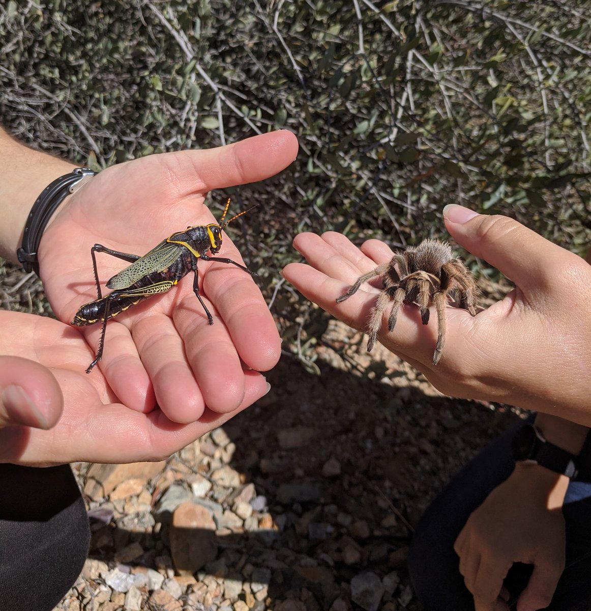 desertmuseum tweet picture