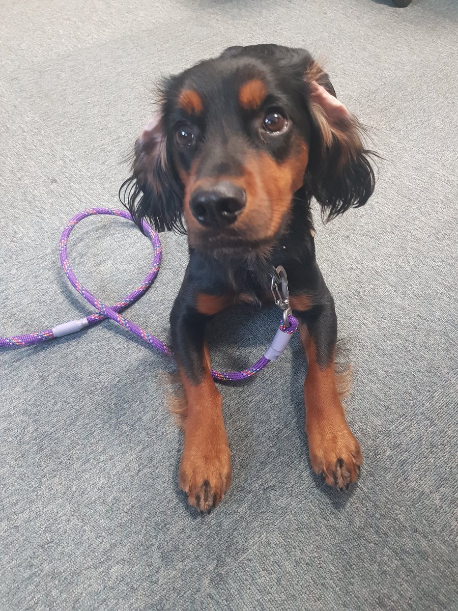 Met some lovely staff at Maryport today, then got so excited eating my treats that my ears went inside out! 🙈🐾🐾
<a href="/NCIC_staff_HW/">NCIC Staff Health and Well-being</a> <a href="/NCICNHS/">North Cumbria Integrated Care NHS Foundation Trust</a>