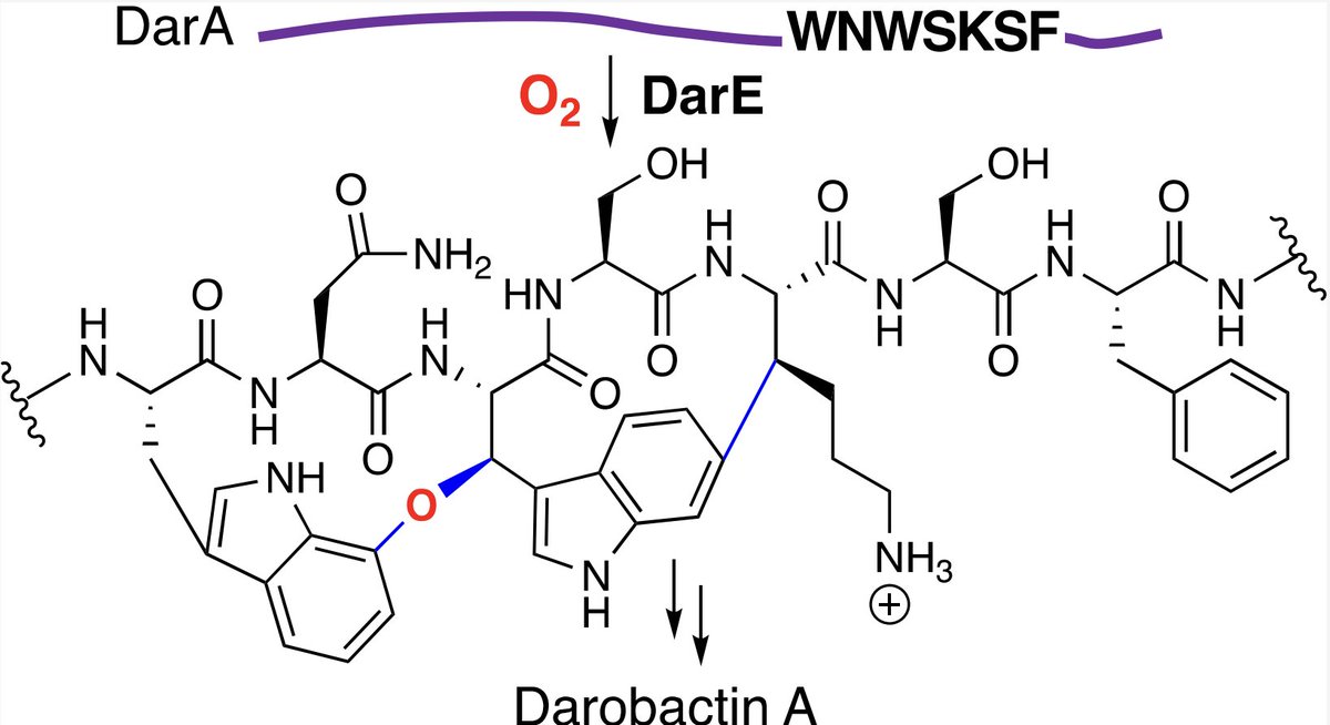 EnzymeChemistry's tweet photo. Radical SAM Oxygenase for the Ether Crosslinking in Darobactin #Biosynthesis by H. Nguyen, D. Kresna, N. Böhringer, J. Ruel, E. de la Mora, J.-C. Kramer, K. Lewis, Y. Nicolet, T. Schäberle, K. Yokoyama @Yokoyama_Lab @dukebiochem in @J_A_C_S https://t.co/9ObvqCBmjH https://t.co/04YKmibSfD