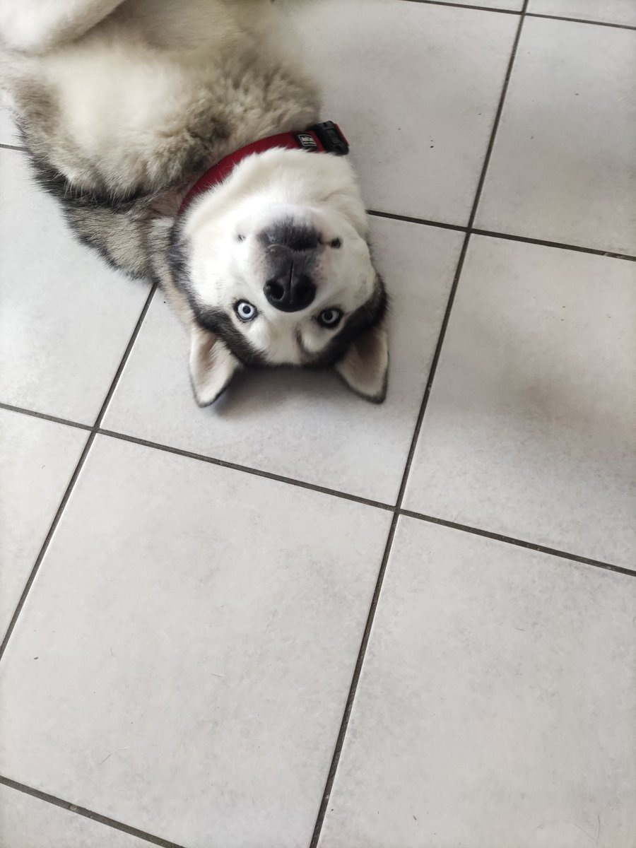 Enm_a_'s tweet photo. @turbojoul Iron, 9 ans abandonné 2x soit disant pour fugue... On a de gros doutes mais on n'aura jamais aucune certitude à ce sujet là. 
C'est une boule d'amour avec les humains mais il DÉTESTE les autres animaux et en particulier les chiens qu'il attaque sans hésiter 😞
Il est magnifique. https://t.co/yc5X1FEkGc