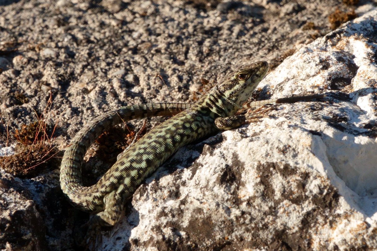 deric_king's tweet photo. Spending time with friends in the south of France and in the company of these, almost tame, Wall lizards https://t.co/7hAIhvxAan