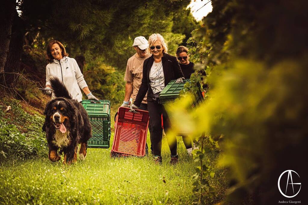 cantina_andreag's tweet photo. [La vendemmia, la Famiglia]

•
•
•
#andreagiorgetti #aziendaandreagiorgetti #visita #degustazioni #vino #wine #adele #flosis #aganìta #collimaceratesi #cantina #winery #vinobianco #vinorosso #rivieradelconero #montepulciano #winetasting #winetaste #w… https://t.co/iphzdx7Zi7 https://t.co/DTABTyNB8W