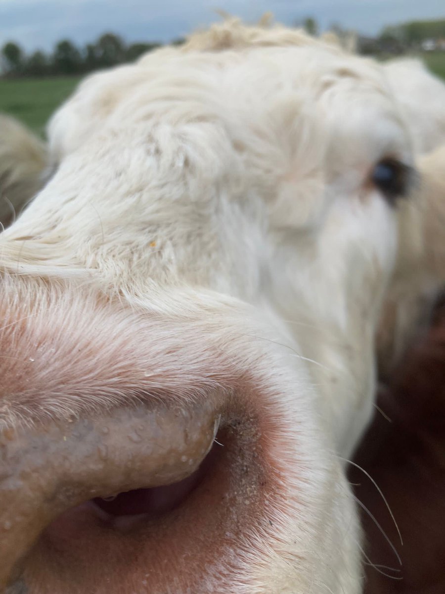 Franklins Farm Shop tweet media