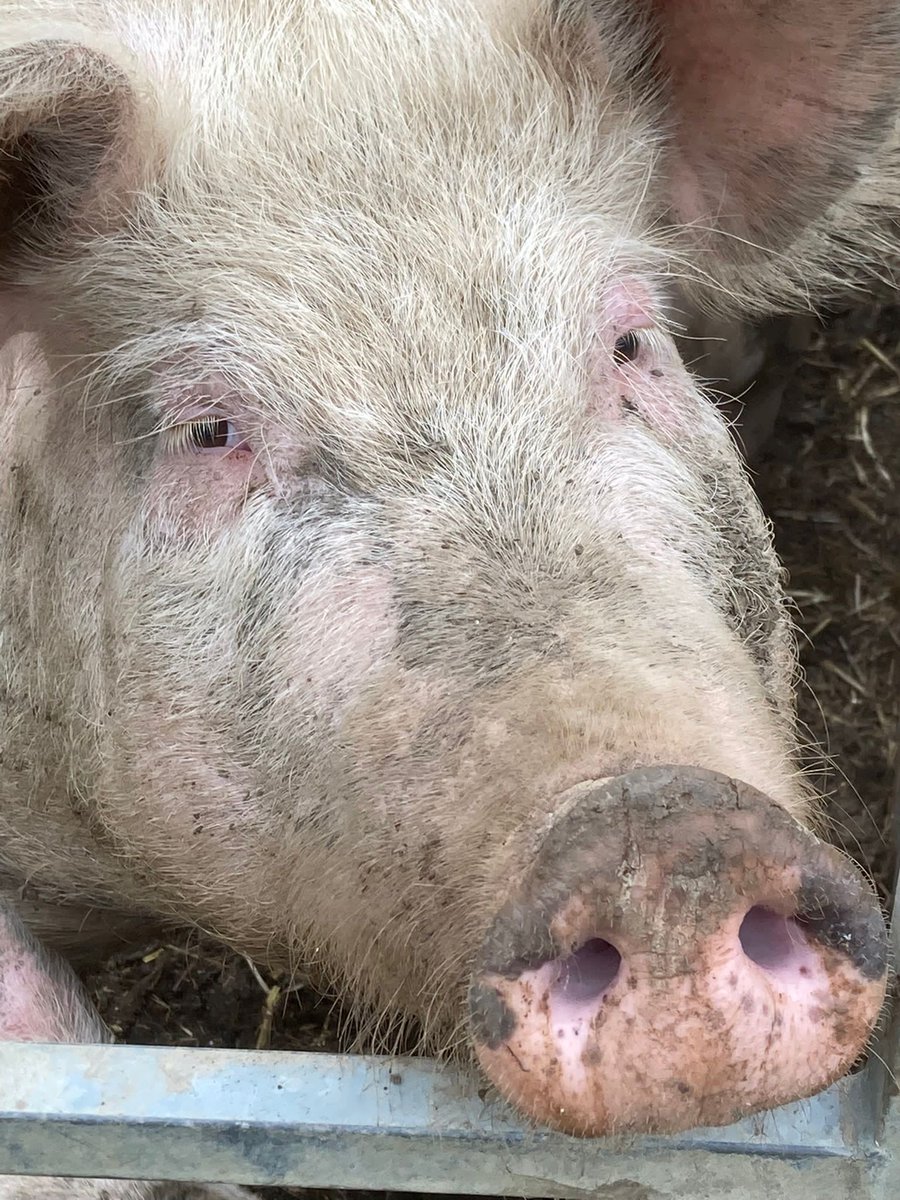 Franklins Farm Shop tweet media