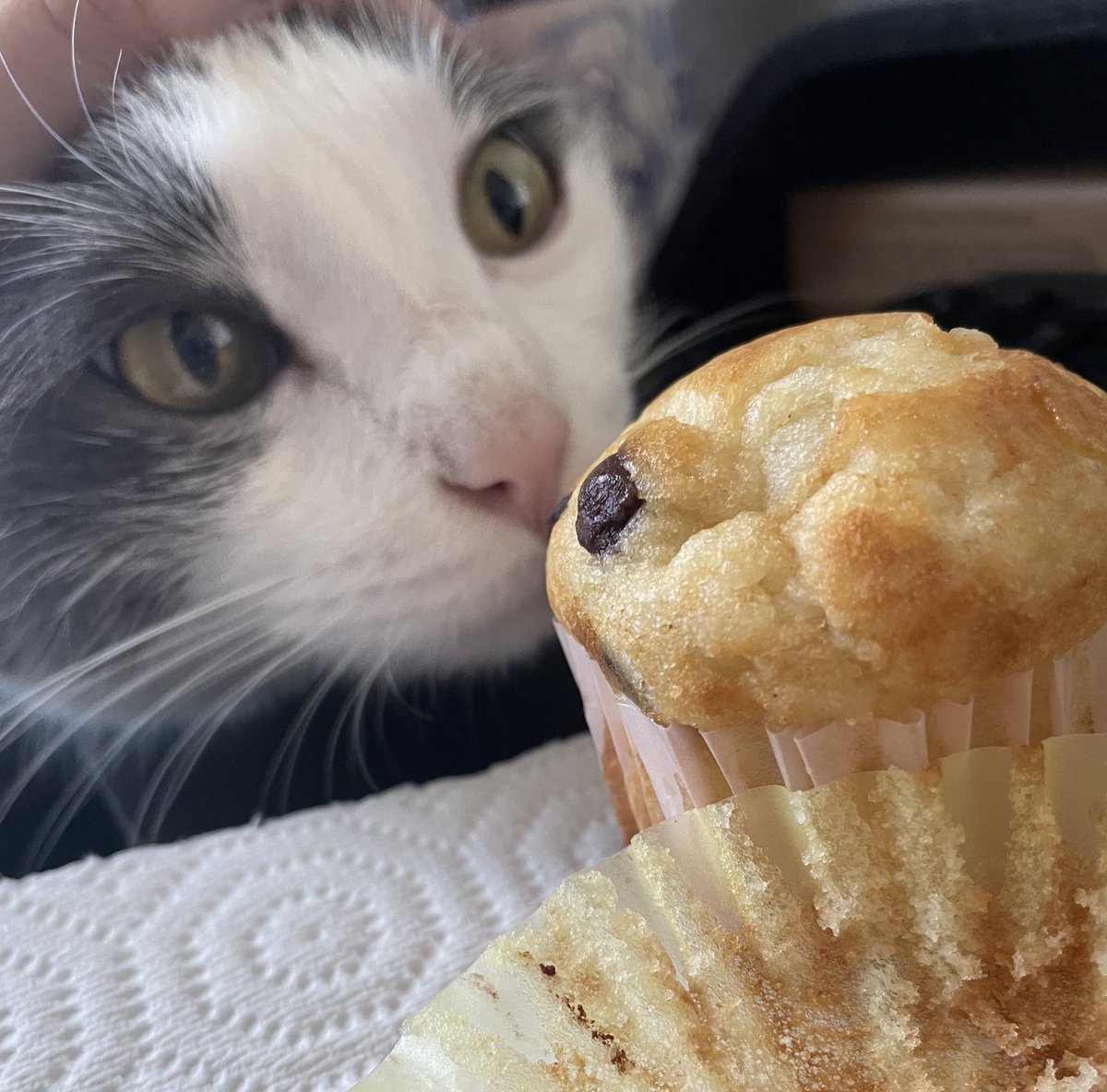 AlmostAllfather's tweet photo. must. bite. muffin. 

#CatsOnTwitter #CatsOfTwitter https://t.co/jN2jleA1xU