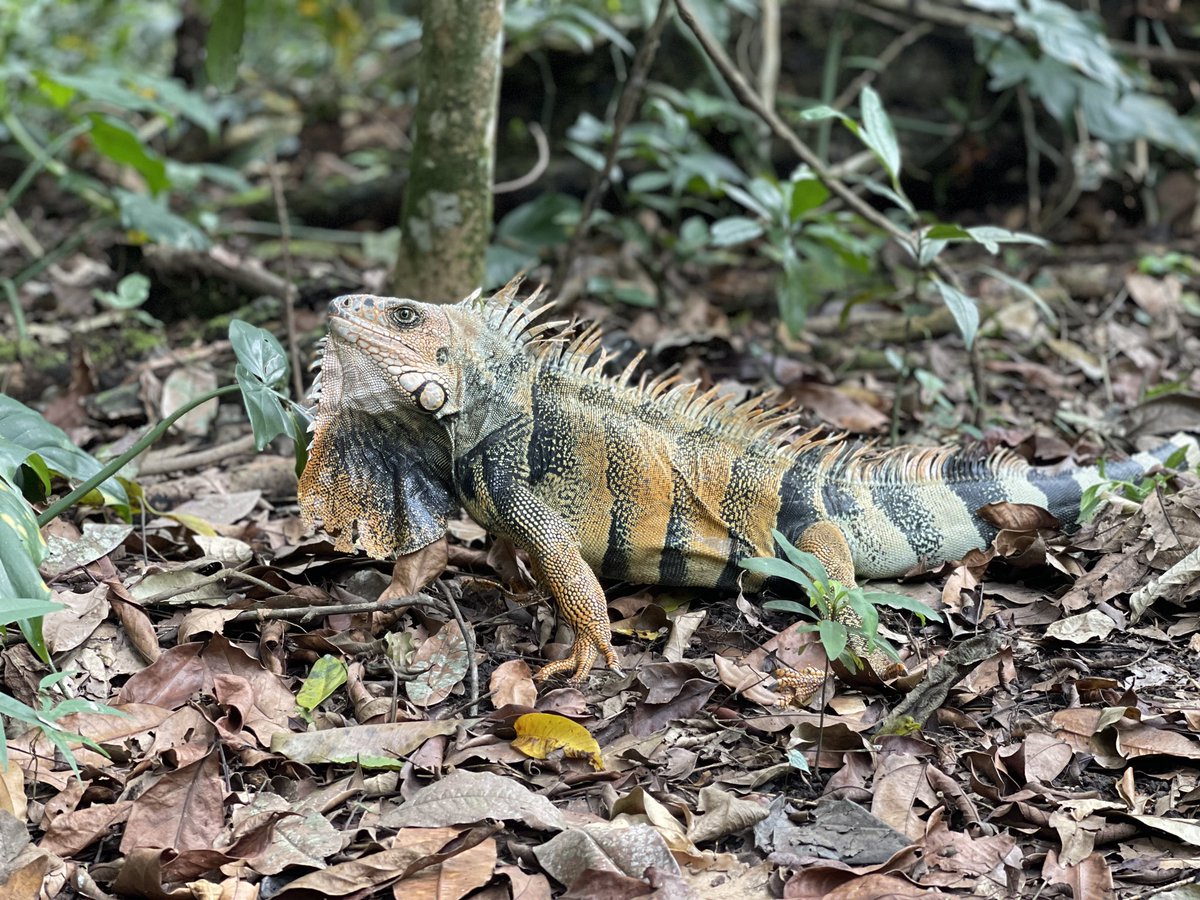 DagmaOficial's tweet photo. ¡Comprometidos con la fauna silvestre! 

🦊 En lo corrido del año 1.953 animales en diferente estado de salud, han ingresado al hogar de paso para la recuperación, atención y cuidado. 🏥

#CaliUnSoloCorazón https://t.co/rTcrFt7P3p