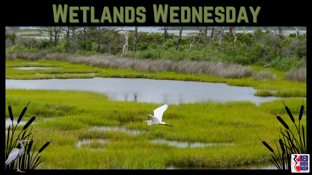 RedRiverBasin's tweet photo. Wetlands can take many different forms, depending on the local climate, water conditions and land forms and features.
https://t.co/JoHoJqnGd1
Stay tuned next week for another #WetlandsWednesday!
#savenetleymarsh #wetlands #lakewinnipeg #manitoba #restorewetlands https://t.co/rnMxGjWiZr