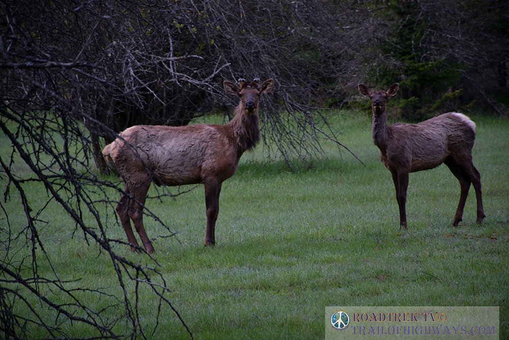 TrailofHighways's tweet photo. Just hanging in the creek bottom
:
#hiking #wilderness #getoutside #hikers #camperlife #travel #outdooradventure #colorado #harmonicaarch #travelandtourism #elk #wildlife #montana #idaho #wyoming https://t.co/SDtAhuFfyh