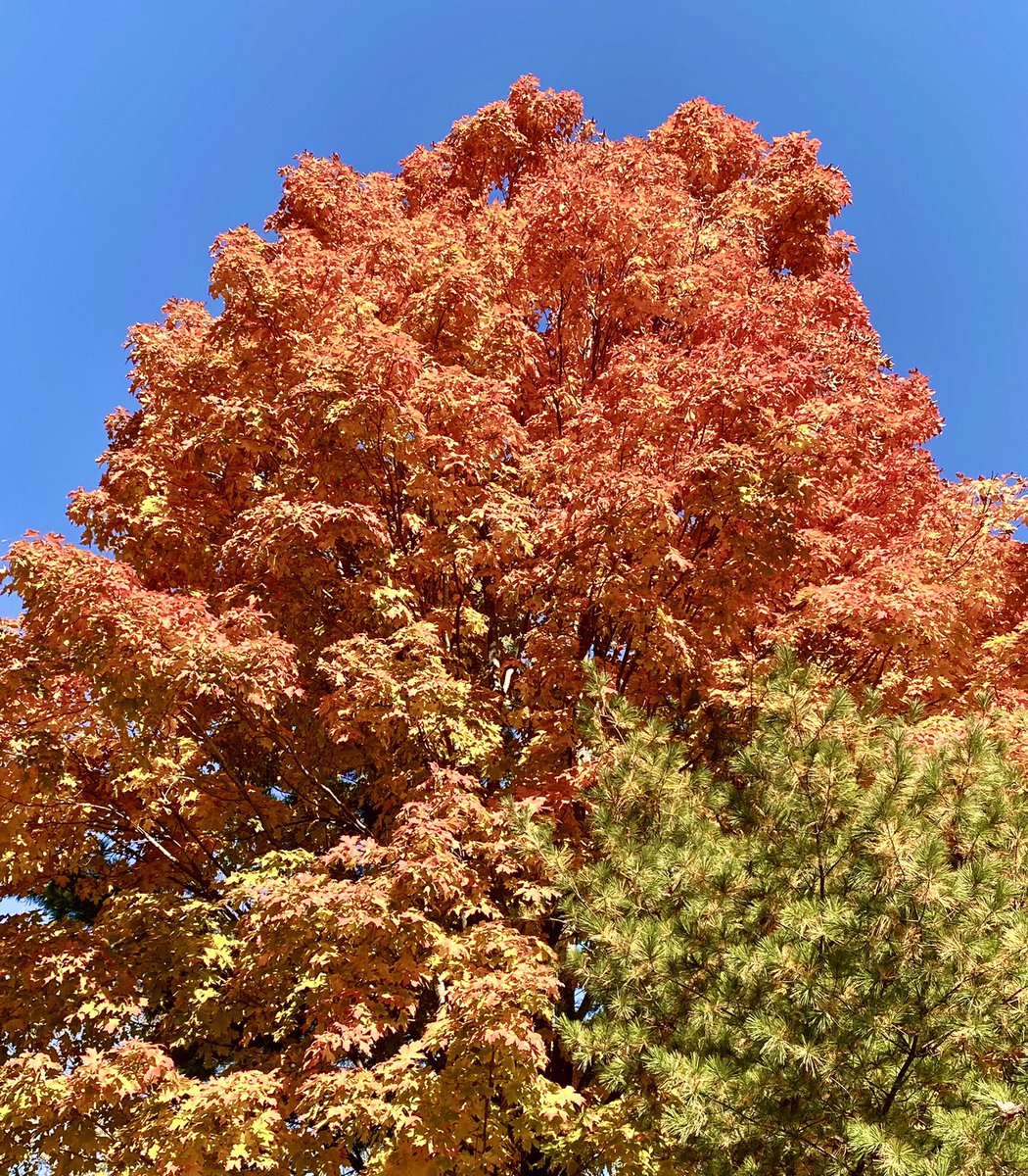 CPercySearle's tweet photo. Nothing beats Canadian autumn colours! Changing every day! Sun on certain maples are spectacular! #MyOttawa #HogsBackFalls @CraigSearle1 https://t.co/eLloJfceBi