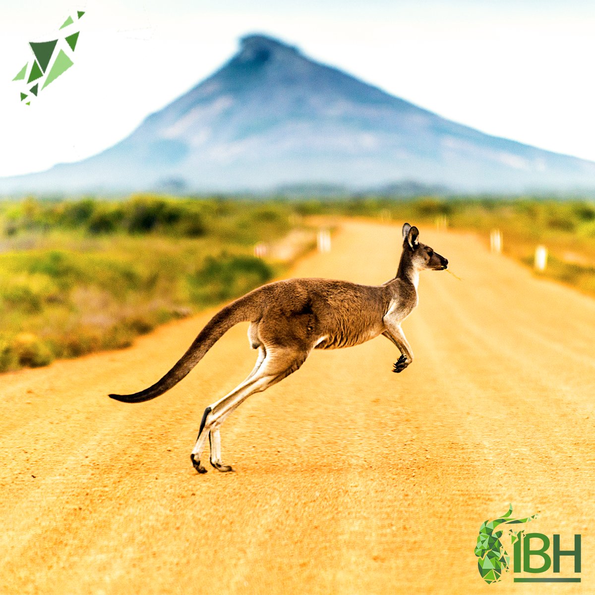 iberhunting's tweet photo. 🌏 Australia: the other side of the world.
Book your next hunting trip to Australia and live one of the best experiences of your life!
Book now 👉 https://t.co/XF3OHgH7Ym
.
#iberhunting #hunting #hunter #jakt #chasse #biggamehunting #huntinglife #huntinglifestyle #huntingseason https://t.co/v9iQomjGz1