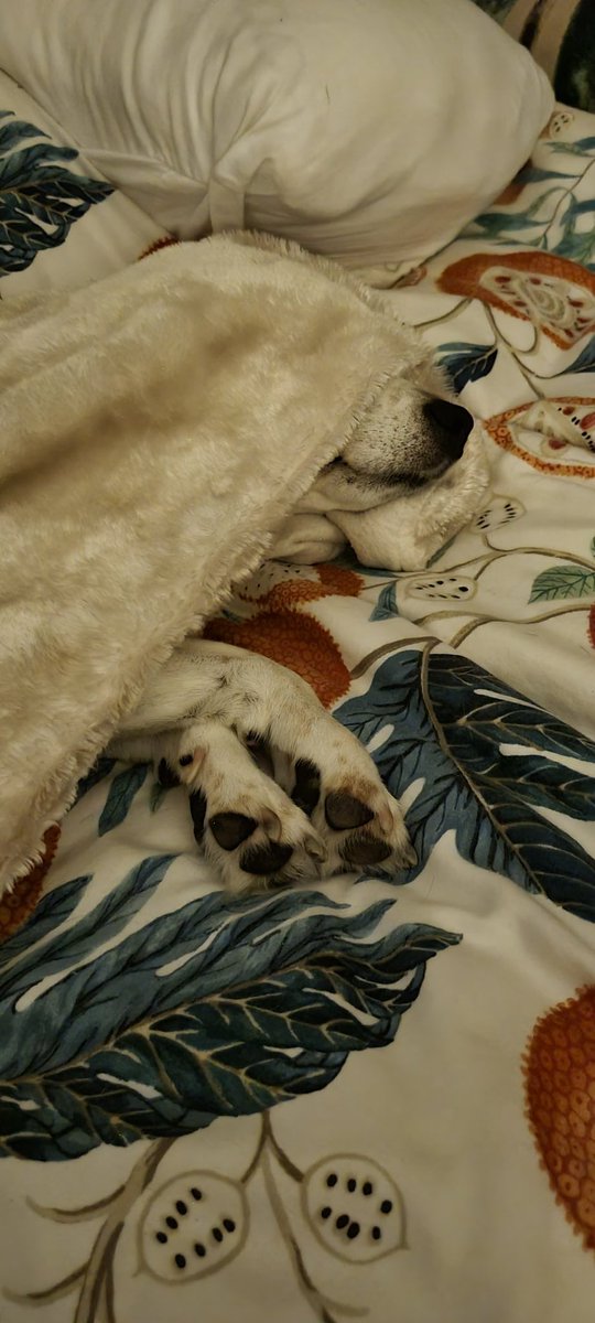 Jon_leg's tweet photo. The Beagle really does love to be under the covers... leaving just the nose and paws out for a quick getaway towards food! 
#Beagles https://t.co/vr8R6bDaRJ