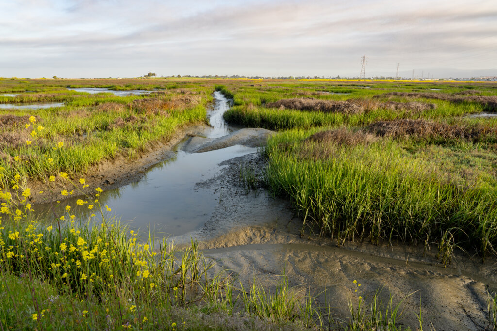 SFEstuary's tweet photo. Thank you to our partners @sfei_asc for leading the charge on creating a Geospatial Data Catalog for the Wetlands Regional Monitoring Program! This platform will allow people to share and download data on one platform. User testing begins Nov 1! #WRMP #WetlandWednesday https://t.co/2SnSnGDVCt