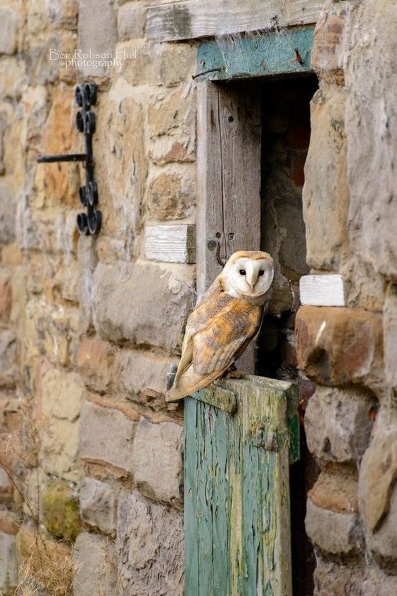 Your owl for tonight!
#photos #photography #birds #owls