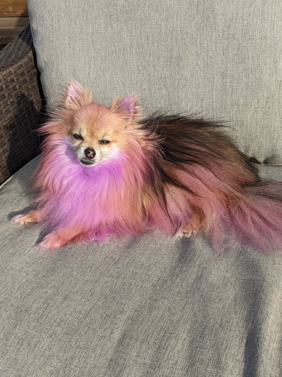 DaraDef_'s tweet photo. Have you seen anything more majestic in your life? @PupperEevee has evolved into Espeon! https://t.co/boGXrqc6vC