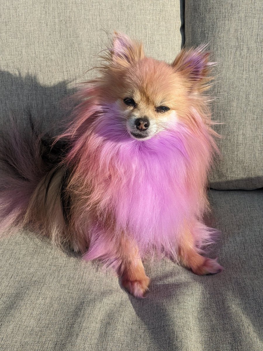 DaraDef_'s tweet photo. Have you seen anything more majestic in your life? @PupperEevee has evolved into Espeon! https://t.co/boGXrqc6vC