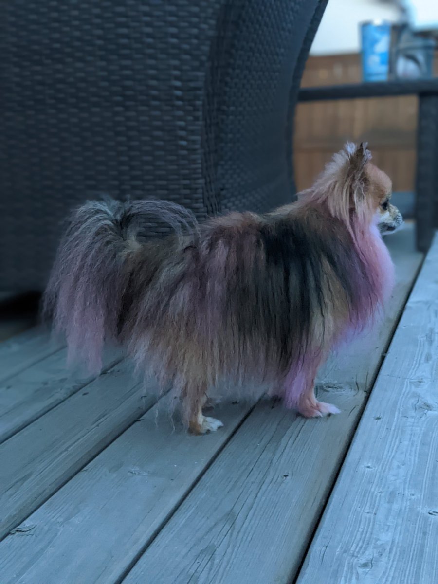 DaraDef_'s tweet photo. Have you seen anything more majestic in your life? @PupperEevee has evolved into Espeon! https://t.co/boGXrqc6vC