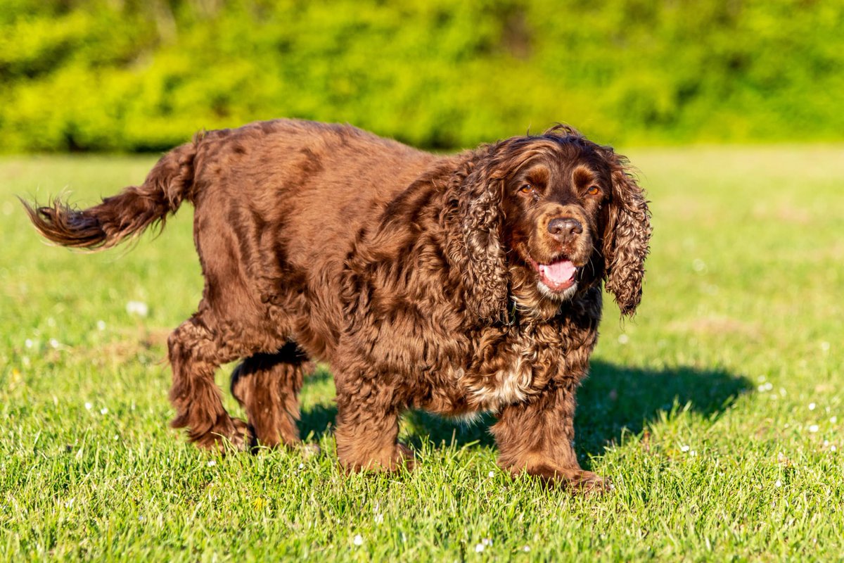 As thick as a whale omlette, but the friendliest and most caring dog I've ever known. 

Sleep tight Missy 💔