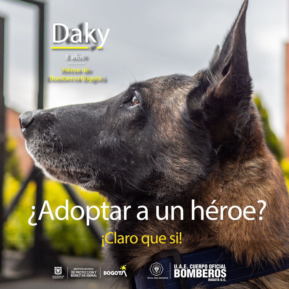 BomberosBogota's tweet photo. #AdoptaUnHeroe Después de salvar muchas vidas junto a nosotros, #Daky quiere retirarse a descansar, jugar a la pelota y recibir muchos mimos 🐕🎖
¿Quieres que sea parte de tu familia? Haz clic en el enlace, para que juntos 
 #CambiemosVidas https://t.co/FDuOTymGPx
@Bogota https://t.co/mNl2vEboZ7