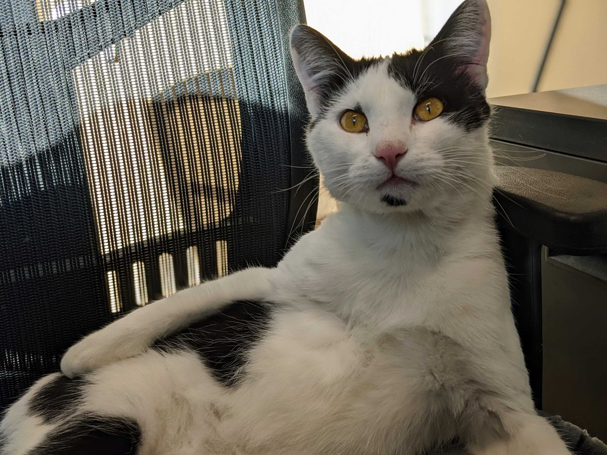 HumaneBoulder's tweet photo. Hey, Pangur: "What are you looking at? Strike a pose!" 📸 #StrikeAPose #Vogue #AdoptAShelterCat #HSBV #AnimalShelter #HumaneSociety https://t.co/Aj0F23gOkT