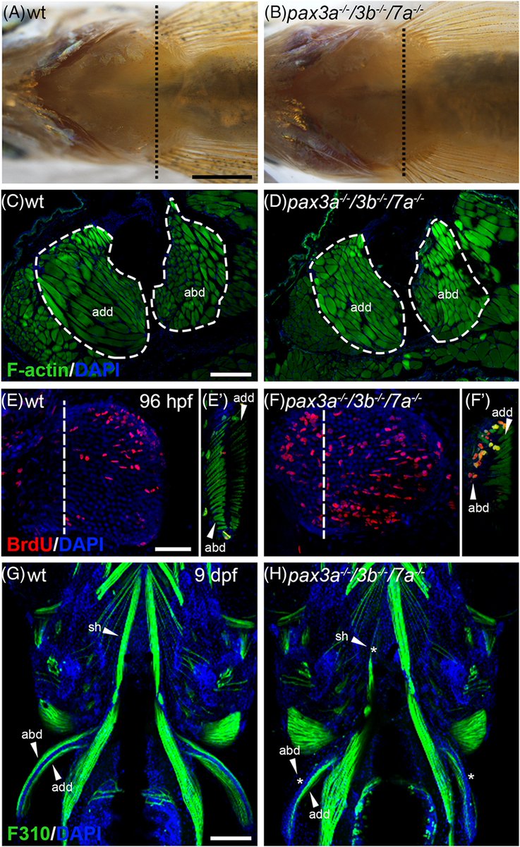 DevelopmentalDy's tweet photo. Migrating progenitors form #muscle in the paired appendages, or limbs. Learn how #Pax3 and #Pax7 are redundantly required through a feedback system and a compensatory mechanism during appendicular #myogenesis. @UmeaUniversity https://t.co/Jo4ZsKfpnG https://t.co/J3K4RJ0y9F