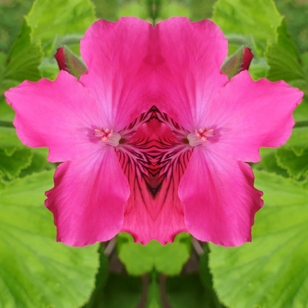 Jean Pierre B. tweet media