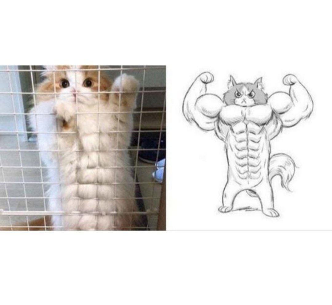 Кот силач