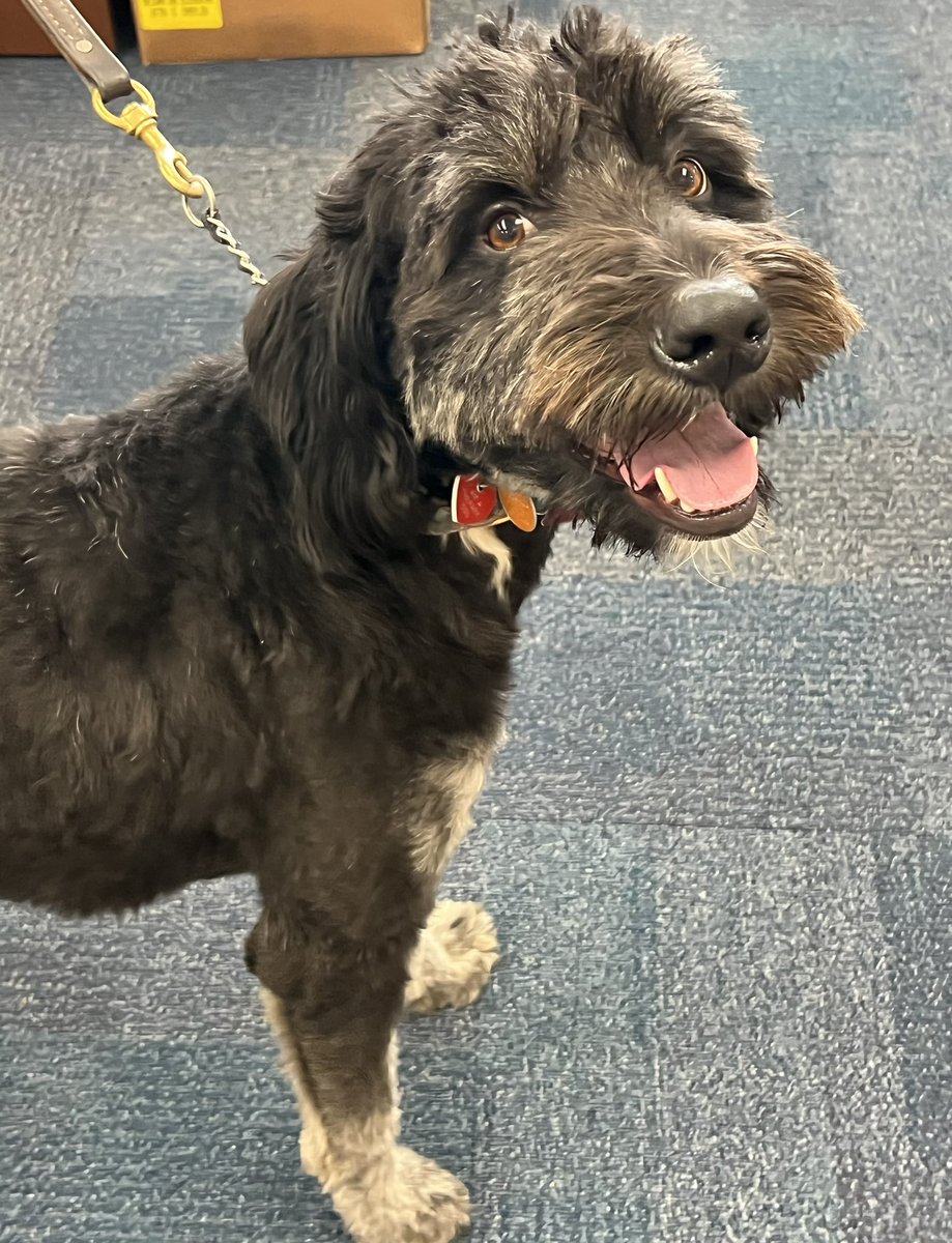 brigschools's tweet photo. Welcome Bailey! She is a 2 year old Bernedoodle, who will be our second Therapy Dog, starting in the near future. 

Before the Henny and Bailey begin, we will be sending home additional paperwork for all families to review. #BrigStrong #therapydog https://t.co/WeDC7jJrkO