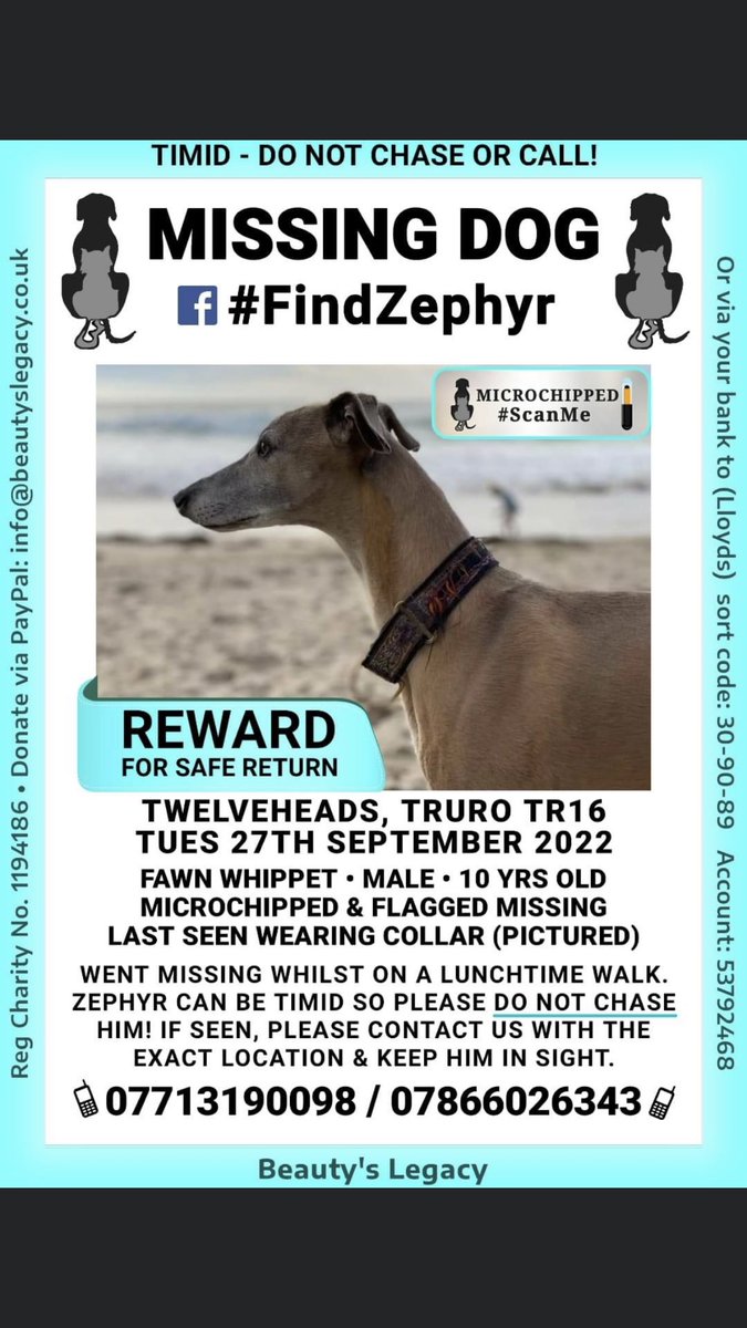 Please help us #FindZephr #Twelveheads #Truro #Tr16 #Cornwall facebook.com/groups/3357689… <a href="/MissingPetsGB/">Missing Pets GB</a> #Whippets #CornwallWeNeedyou