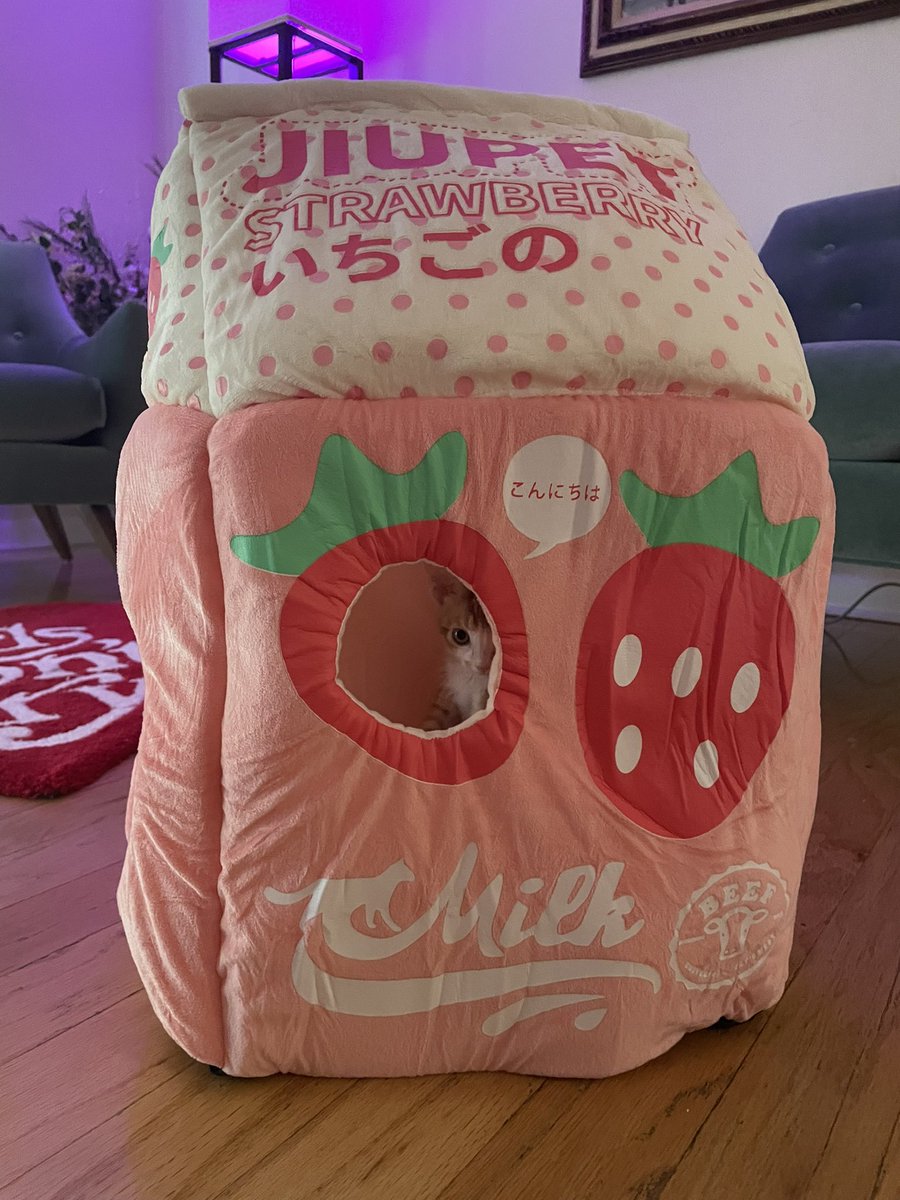 this is Whiskey he likes to sleep in a milk carton