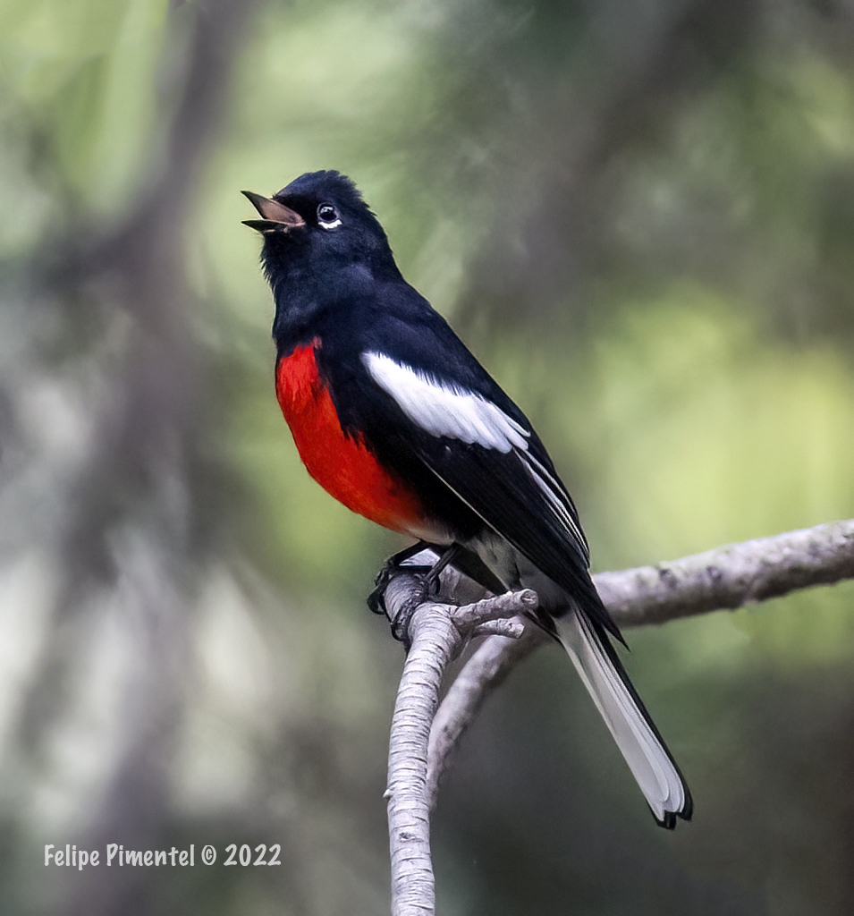 the-bird-emergency-grant-the-bird-nerd-on-twitter-rt-fpimentel1954