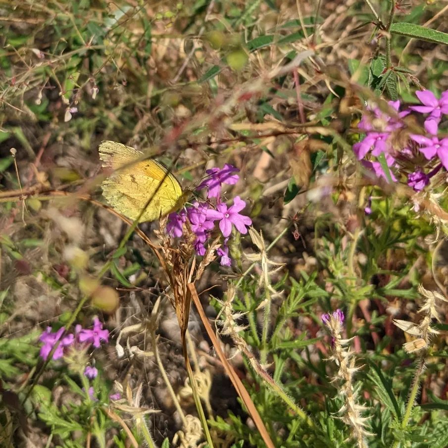 SMNHC1's tweet photo. #EnvironmentalEducators Paul, Fiana, & #volunteer Daniel scouted #CityOfRocksStatePark and taught students in #SilverCity this week. Check our #YouTube channel for the video!
@NMStateParks
#Volcanic #tuff #geology #butterfly #NewMexicoNature https://t.co/BtkZYvHS4n