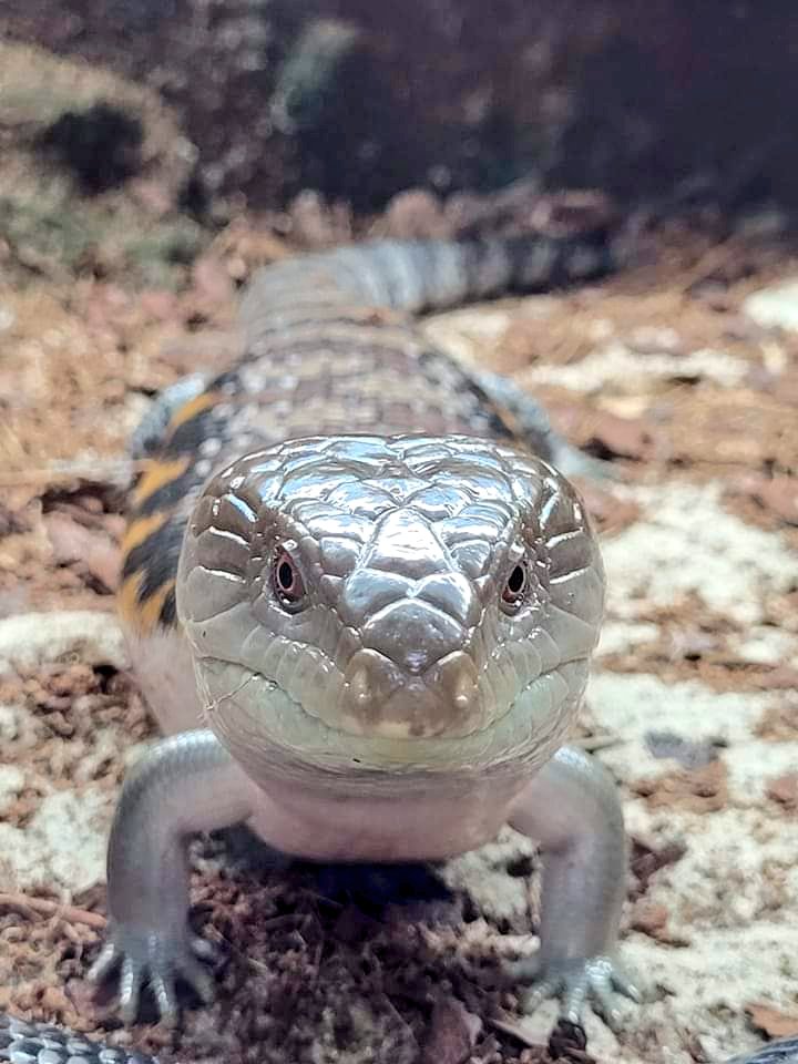 RVSCreations's tweet photo. Isn't this the most intelligent face you've ever seen? <3
#bluetongueskink #skink #reptiles https://t.co/Bm6skIdcEW