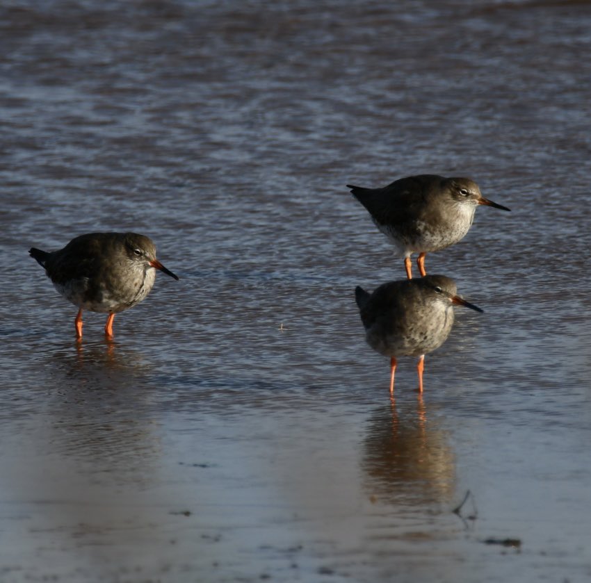 Tim Ridgeway tweet media