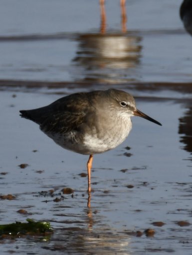 The first for me a Curlew Sandpiper with 4 others on the Exe behind <a href="/TurfLocksPub/">TurfLocksPub</a> Also Redshank. <a href="/DevonBirds/">Devon Birds</a> <a href="/RSPBExeEstuary/">RSPB Exe Estuary & Darts Farm</a> <a href="/Natures_Voice/">RSPB</a> @Exeestuary <a href="/wildlife_devon/">Wildlife In Devon</a> <a href="/britishbirds/">British Birds</a> <a href="/BirdWatchingMag/">Bird Watching</a> <a href="/kwife/">Em</a> #birdphotography #TwitterNatureCommunity